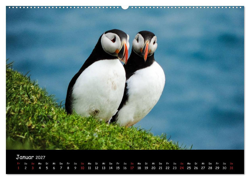 Die Papageientaucher von Mykines (CALVENDO Wandkalender 2027)
