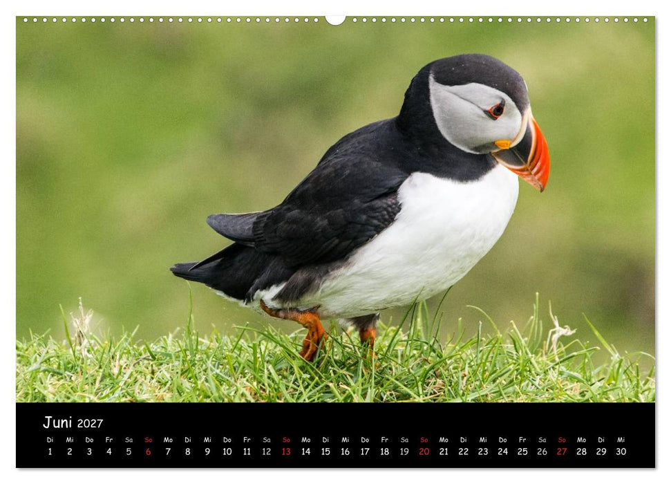 Die Papageientaucher von Mykines (CALVENDO Wandkalender 2027)