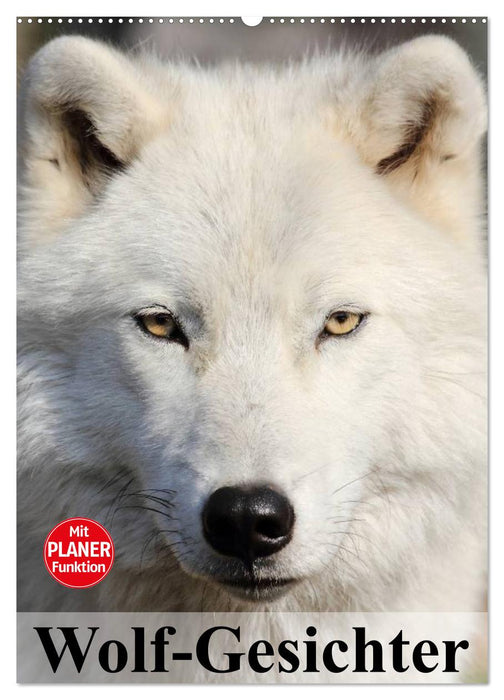 Wolf-Gesichter (CALVENDO Wandkalender 2027)