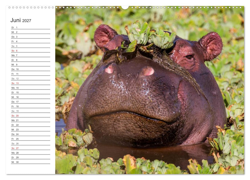 Emotionale Momente: Mein wildes Afrika (CALVENDO Premium Wandkalender 2027)