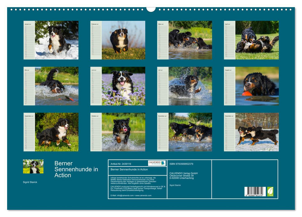 Berner Sennenhunde in Action (CALVENDO Wandkalender 2027)