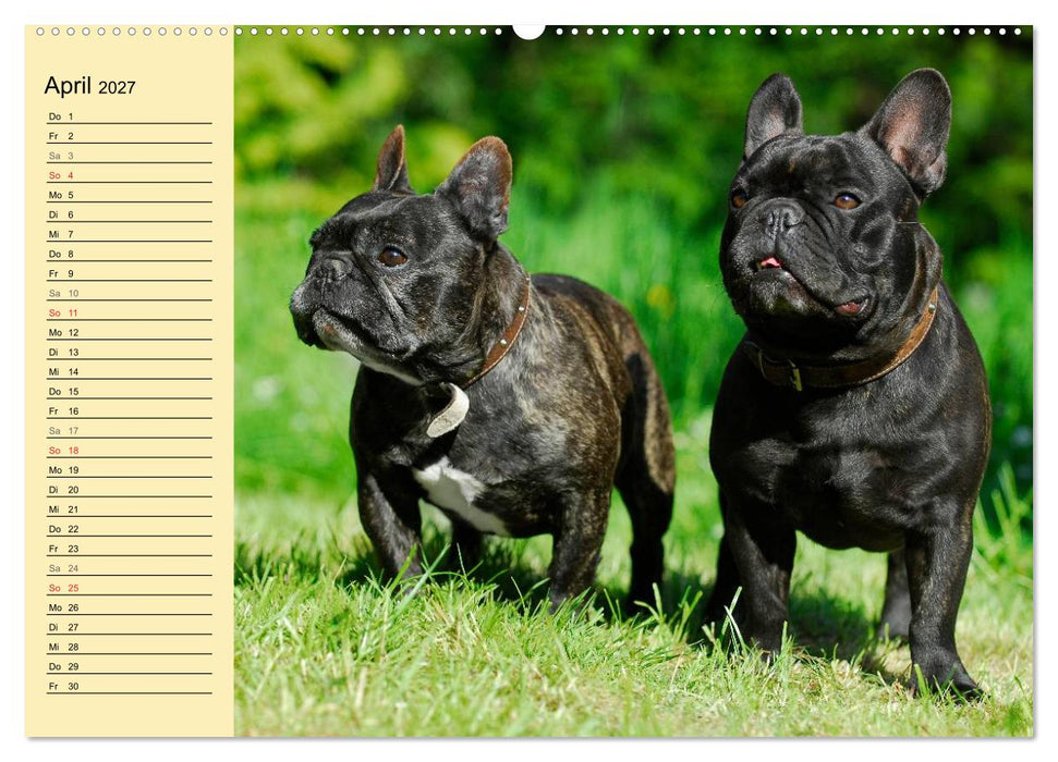 Französische Bulldogge - Clown auf 4 Pfoten (CALVENDO Wandkalender 2027)