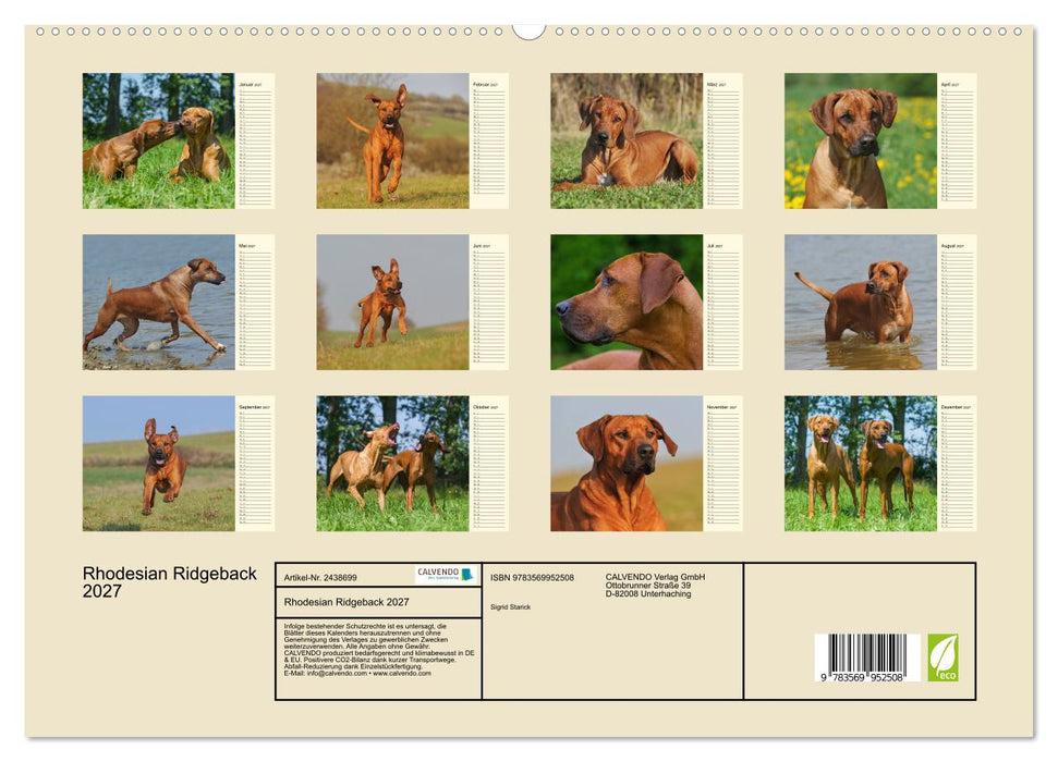 Rhodesian Ridgeback 2027 (CALVENDO Premium Wandkalender 2027)