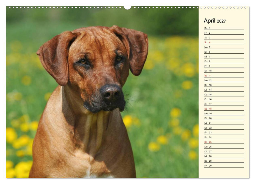 Rhodesian Ridgeback 2027 (CALVENDO Premium Wandkalender 2027)