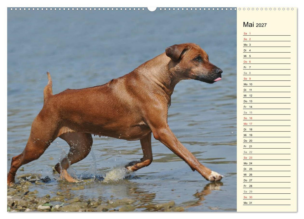 Rhodesian Ridgeback 2027 (CALVENDO Premium Wandkalender 2027)