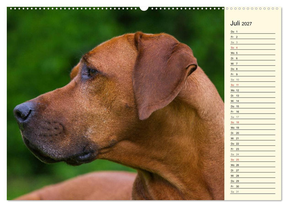 Rhodesian Ridgeback 2027 (CALVENDO Premium Wandkalender 2027)