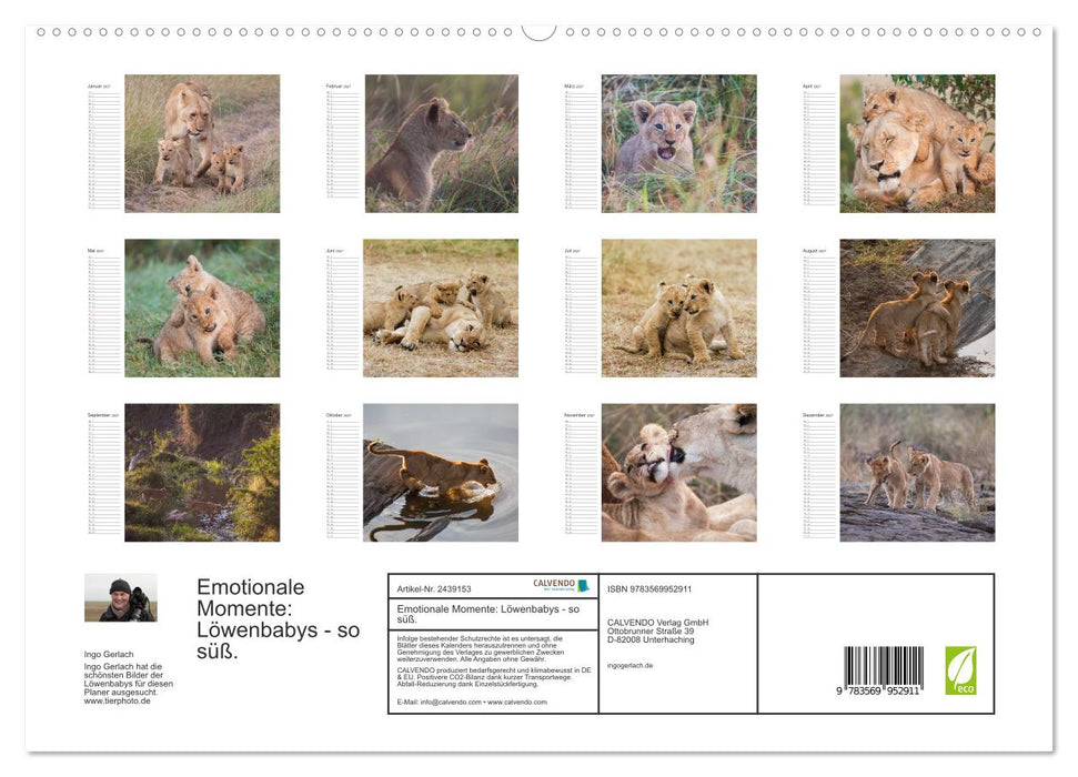 Emotionale Momente: Löwenbabys - so süß. (CALVENDO Premium Wandkalender 2027)