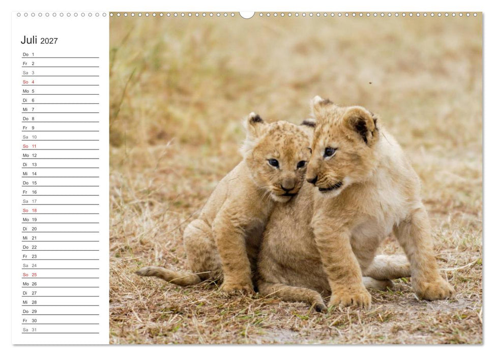 Emotionale Momente: Löwenbabys - so süß. (CALVENDO Premium Wandkalender 2027)