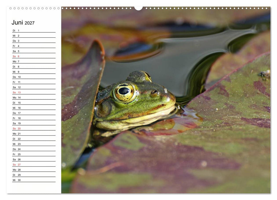 Amphibien und Reptilien (CALVENDO Wandkalender 2027)
