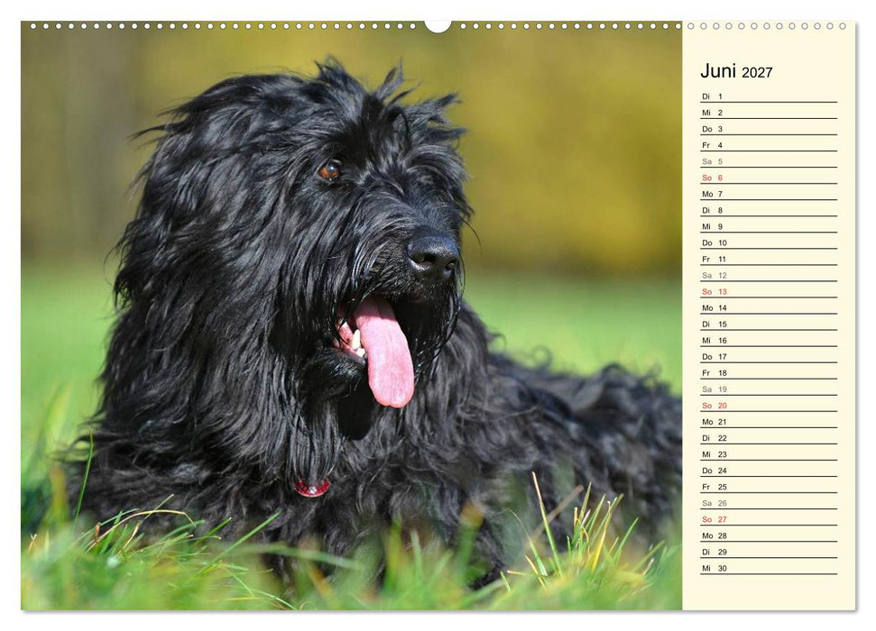 Altdeutsche Hütehunde - Fast vergessen (CALVENDO Wandkalender 2027)