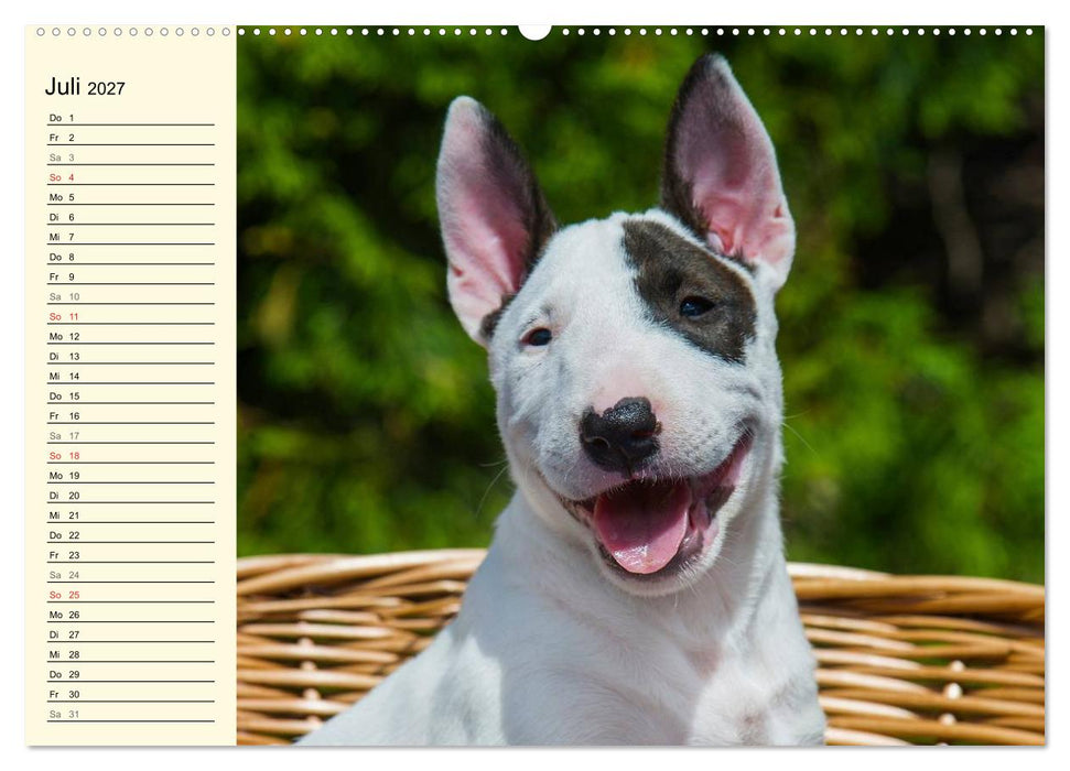 Bullterrier (CALVENDO Premium Wandkalender 2027)