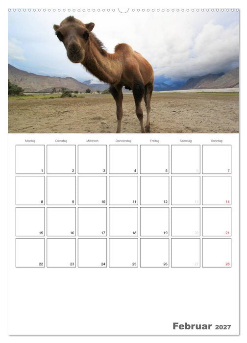 Kamel Porträt (CALVENDO Premium Wandkalender 2027)