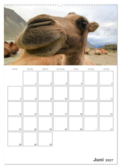 Kamel Porträt (CALVENDO Premium Wandkalender 2027)