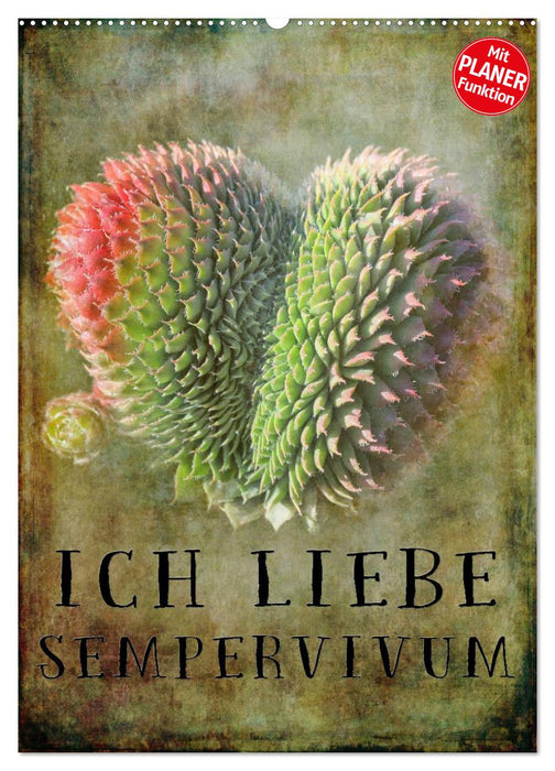 Ich liebe Sempervivum (CALVENDO Wandkalender 2027)