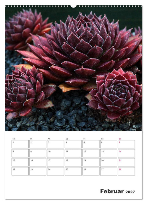 Ich liebe Sempervivum (CALVENDO Wandkalender 2027)