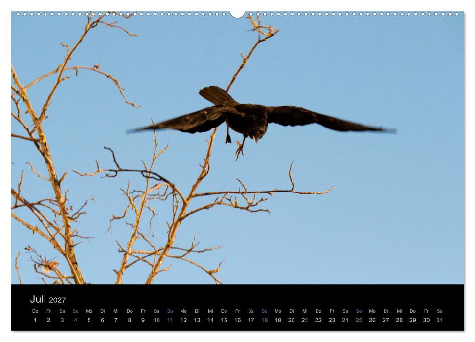 Rabenschwarze Impressionen - Meike Ajo Dettlaff via Wildvogelhlfe (CALVENDO Premium Wandkalender 2027)