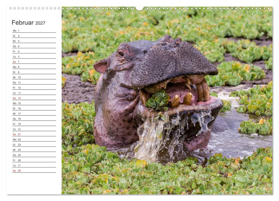 Emotionale Momente: Nilpferde hautnah (CALVENDO Wandkalender 2027)