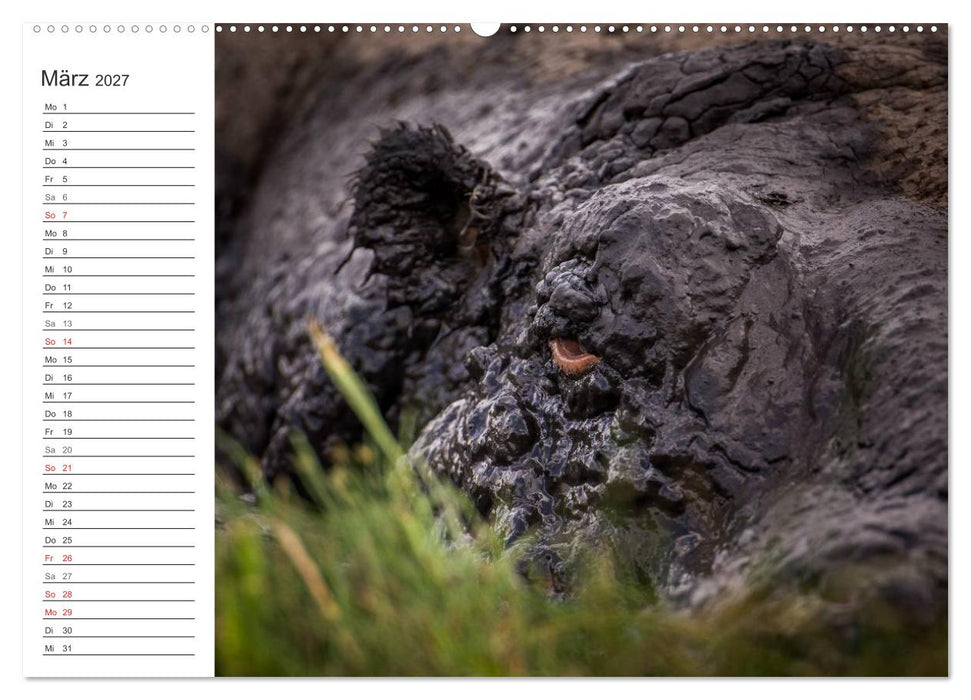 Emotionale Momente: Nilpferde hautnah (CALVENDO Wandkalender 2027)