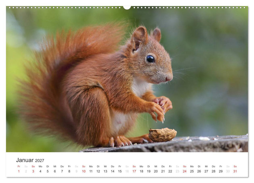 Eichhörnchen Kinder (CALVENDO Premium Wandkalender 2027)