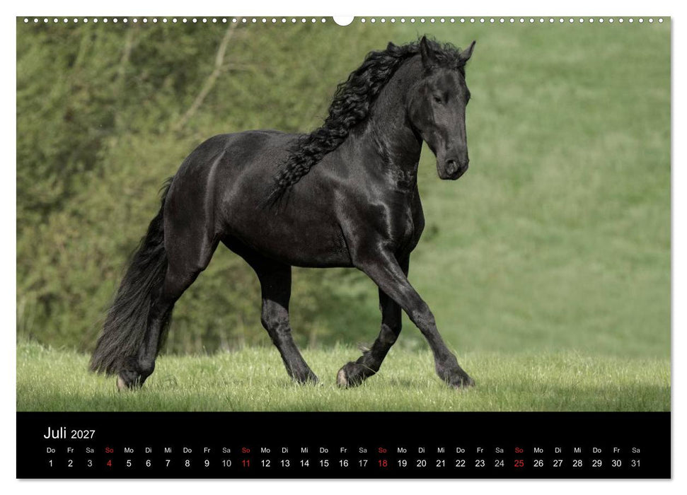 Friesen - Schönheit, Kraft und Eleganz (CALVENDO Premium Wandkalender 2027)