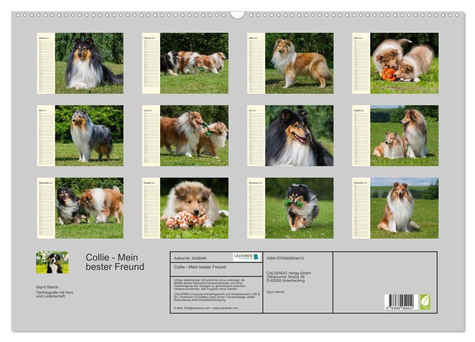 Collie - Mein bester Freund (CALVENDO Wandkalender 2027)