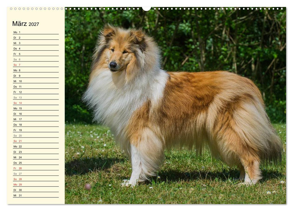 Collie - Mein bester Freund (CALVENDO Wandkalender 2027)