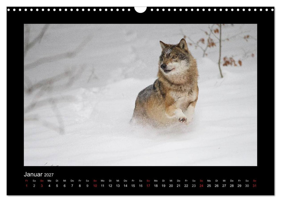 Wolf, Luchs und Co. - Tierbilder aus dem Bayerischen Wald (CALVENDO Wandkalender 2027)