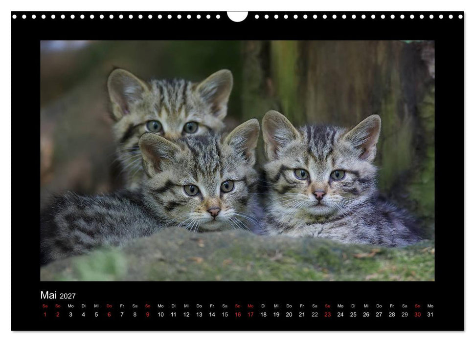 Wolf, Luchs und Co. - Tierbilder aus dem Bayerischen Wald (CALVENDO Wandkalender 2027)