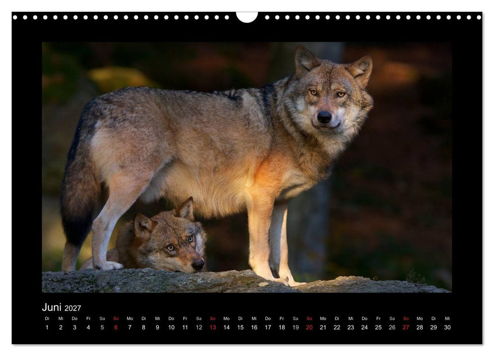 Wolf, Luchs und Co. - Tierbilder aus dem Bayerischen Wald (CALVENDO Wandkalender 2027)