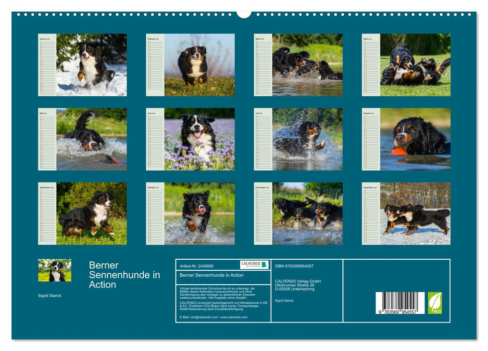 Berner Sennenhunde in Action (CALVENDO Premium Wandkalender 2027)