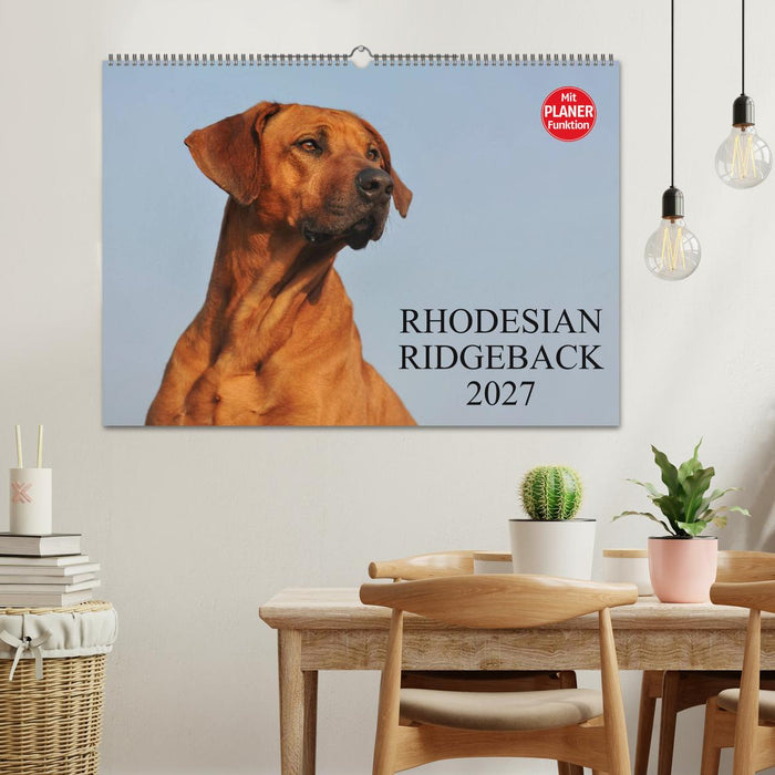 Rhodesian Ridgeback 2027 (CALVENDO Wandkalender 2027)
