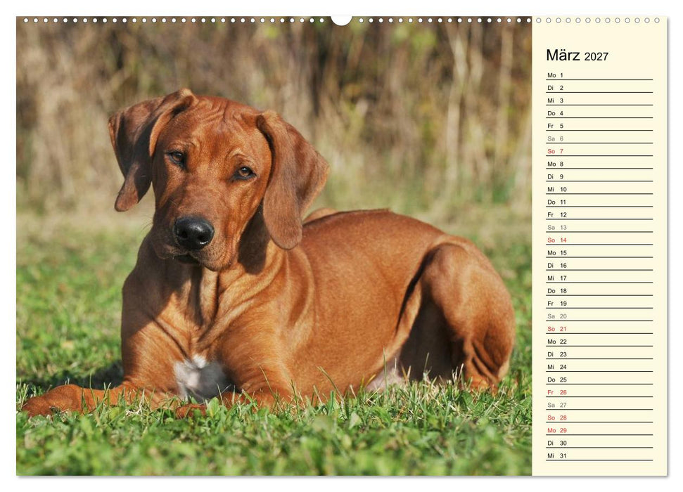 Rhodesian Ridgeback 2027 (CALVENDO Wandkalender 2027)