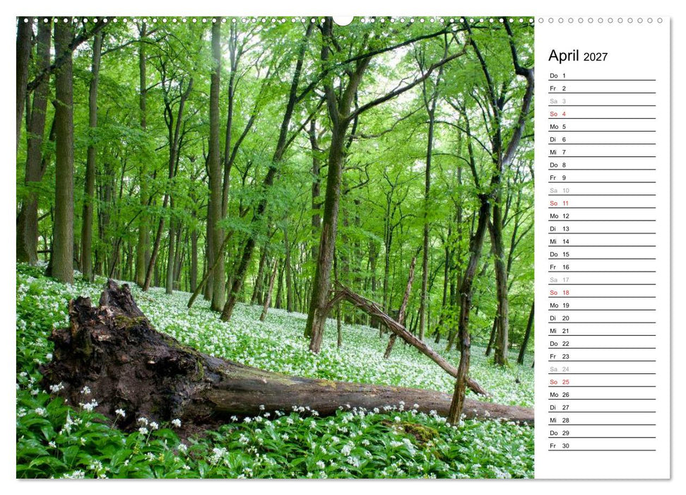 DER STEIGERWALD - Impressionen einer Landschaft (CALVENDO Wandkalender 2027)