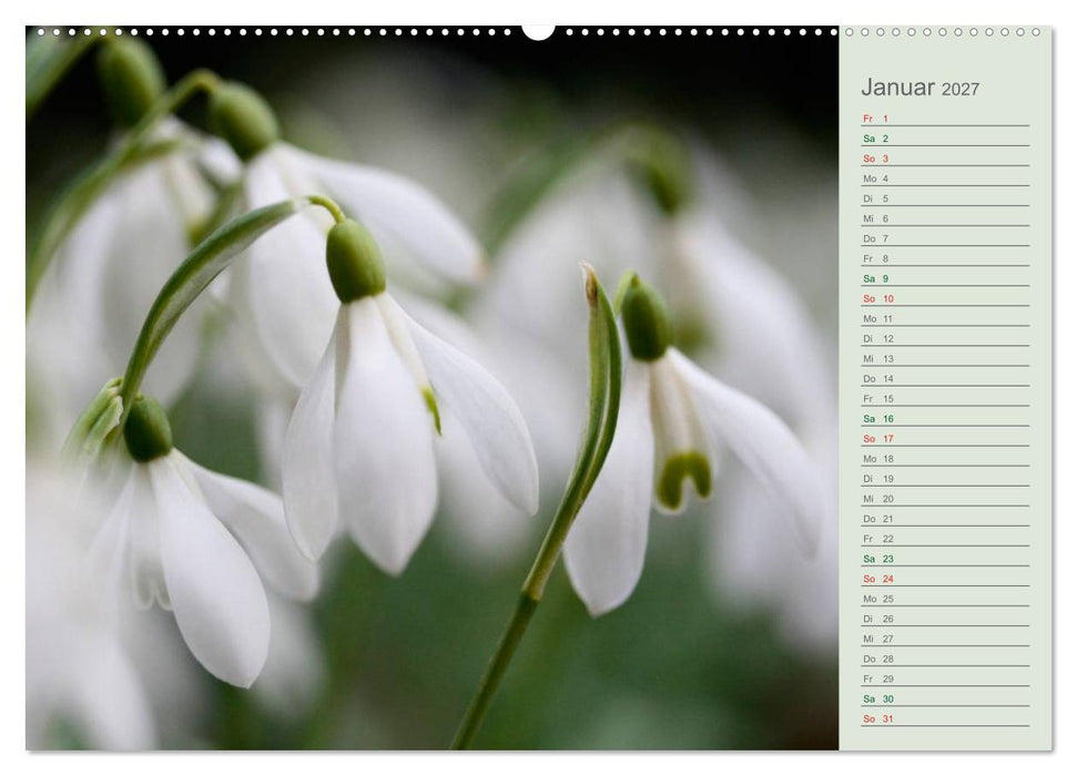 Liebenswerte Glöckchen (CALVENDO Premium Wandkalender 2027)