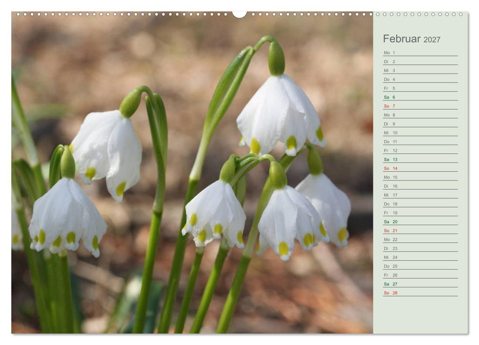 Liebenswerte Glöckchen (CALVENDO Premium Wandkalender 2027)