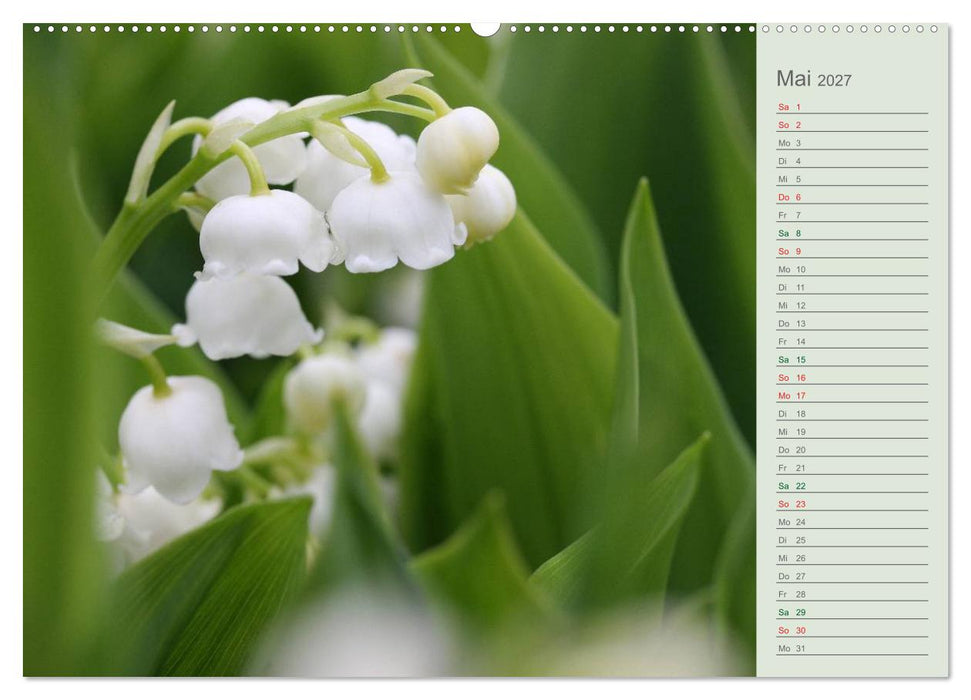 Liebenswerte Glöckchen (CALVENDO Premium Wandkalender 2027)