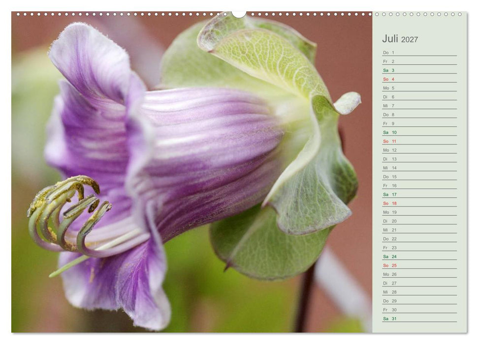 Liebenswerte Glöckchen (CALVENDO Premium Wandkalender 2027)