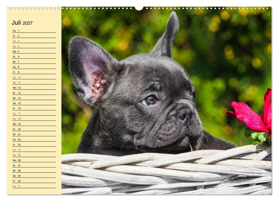Französische Bulldogge - Clown auf 4 Pfoten (CALVENDO Premium Wandkalender 2027)