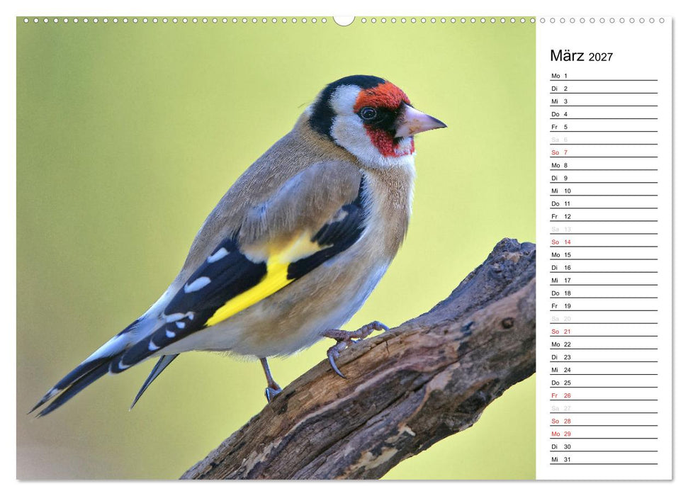Unsere heimischen Gartenvögel (CALVENDO Wandkalender 2027)
