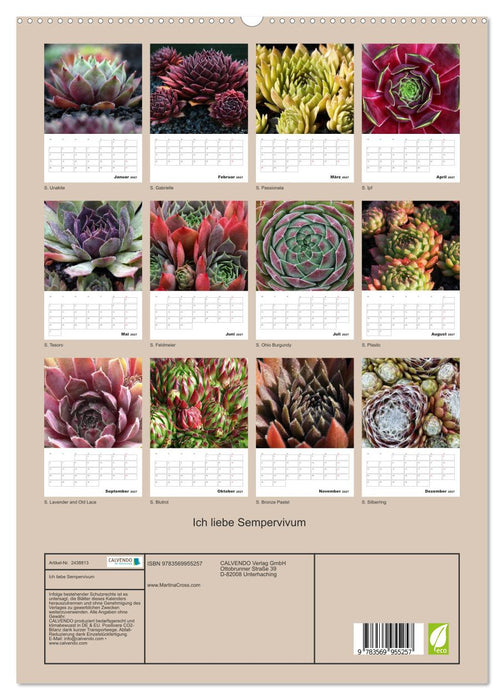 Ich liebe Sempervivum (CALVENDO Premium Wandkalender 2027)