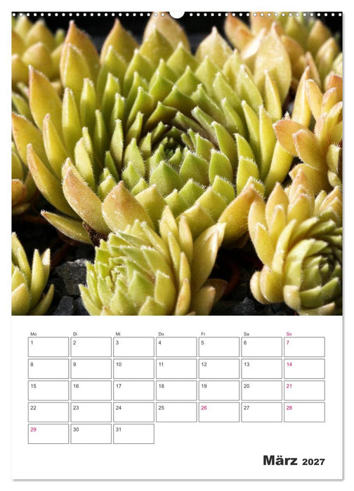 Ich liebe Sempervivum (CALVENDO Premium Wandkalender 2027)