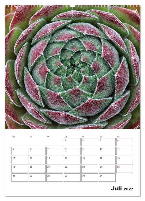Ich liebe Sempervivum (CALVENDO Premium Wandkalender 2027)