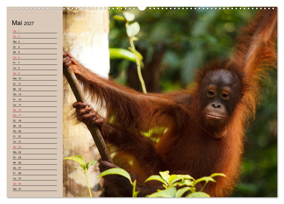 Orang-Utans (CALVENDO Premium Wandkalender 2027)