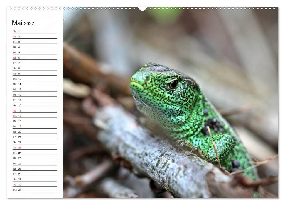 Amphibien und Reptilien (CALVENDO Premium Wandkalender 2027)