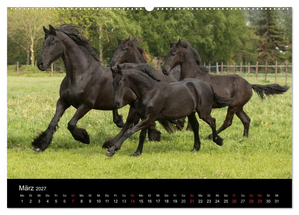 Friesen - Schönheit, Kraft und Eleganz (CALVENDO Wandkalender 2027)