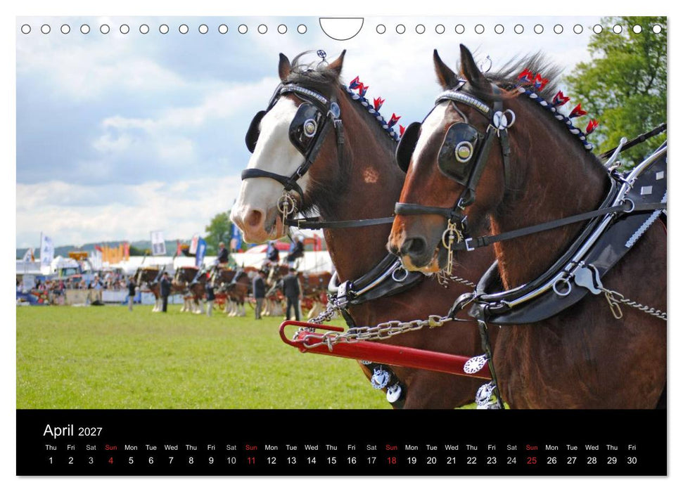 BIG BOLD AND BEAUTIFUL (CALVENDO Monthly Calendar 2027)