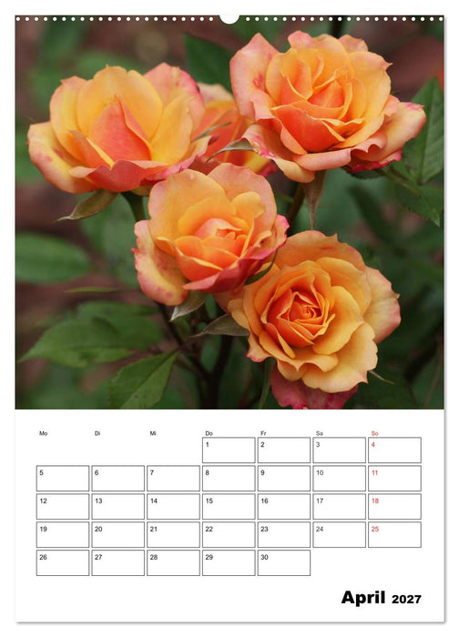 Zauberhafte Rosen (CALVENDO Premium Wandkalender 2027)
