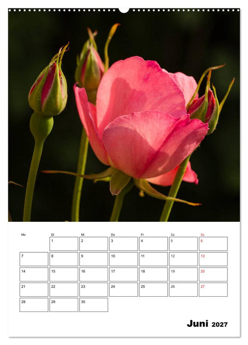 Zauberhafte Rosen (CALVENDO Premium Wandkalender 2027)