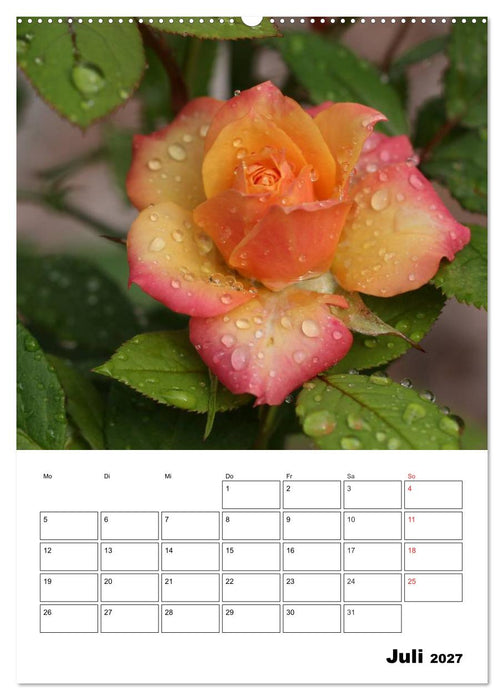 Zauberhafte Rosen (CALVENDO Premium Wandkalender 2027)