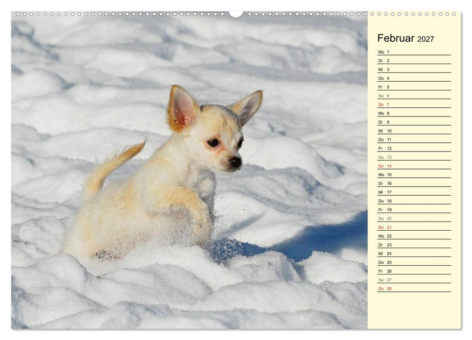 Chihuahua - Kleine Hunde ganz groß (CALVENDO Premium Wandkalender 2027)